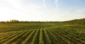 farming field