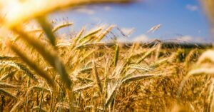 a farmers field of wheat