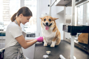 Unleashed Spa Pet Grooming