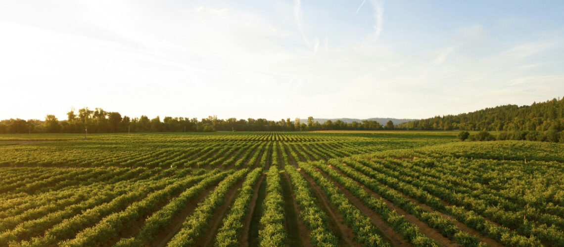 farming field
