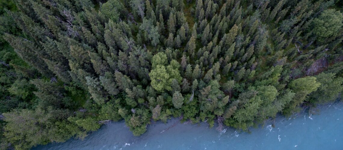 shoreline of a lake